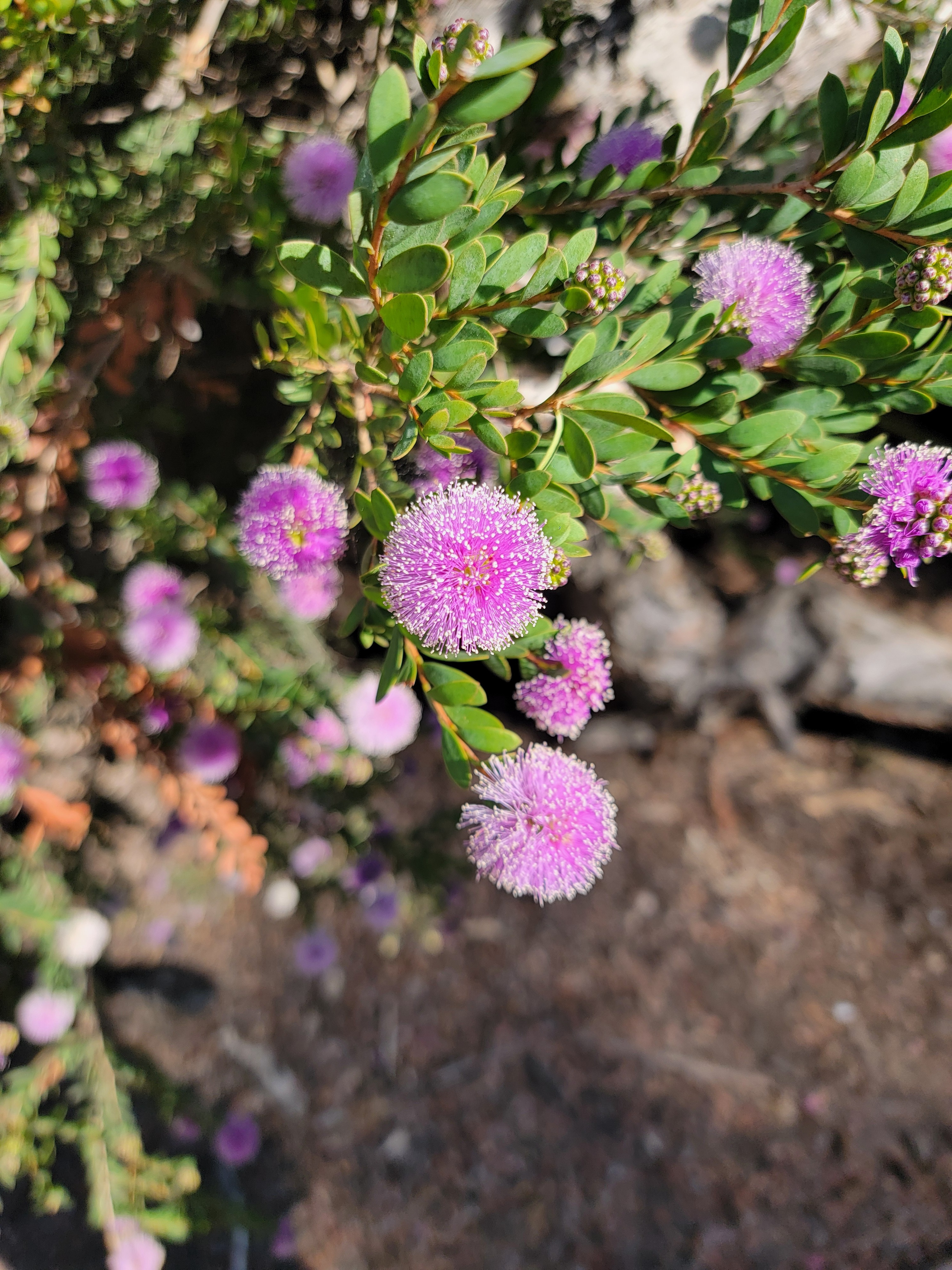 San Diego Flower
